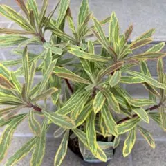 2026年最新】斑入り植物の人気アイテム - メルカリ