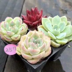 SALE❗️257多肉植物　エケベリア　抜き苗　寄せ植え　人気4種セット❣️
