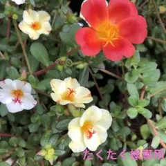 モチーフ編みマフラー