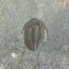 Ogyginus　三葉虫　イギリス（ウェールズ）産 Ogyginus 三葉虫 イギリス（ウェールズ）産 - メルカリ