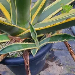 2025年最新】フェロックスバターフィンガーの人気アイテム - メルカリ