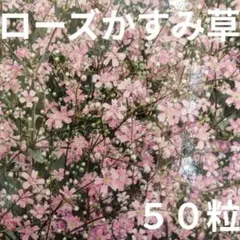 ローズかすみ草 花の種 花壇 添え花 ドライフラワー スワッグ ブーケなどに ❶
