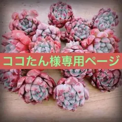 ココたん様専用ページ