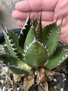 2025年最新】ホリダ 陽炎の人気アイテム - メルカリ