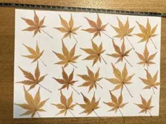 Item thumbnail for item 1ae9baa7-50ad-45aa-bb30-e2bd3761b7df