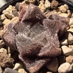 キ*坊様 ハオルチア 狼蜘蛛 多肉植物 - メルカリ