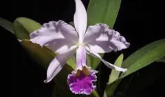 洋蘭 原種 カトレア C. gaskelliana mosca semialba 洋蘭 原種 カトレア C. gaskelliana mosca semialba - メルカリ