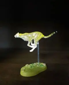 チーター　コロラータ