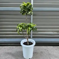 1 ドラセナ・トルネード Dracaena fragrans 'Tornado - メルカリ