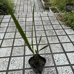 2026年最新】ココスヤシ シルバーの人気アイテム - メルカリ