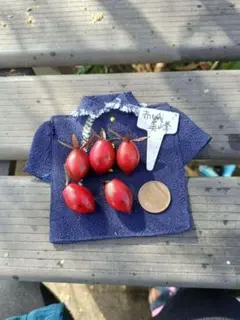 2026年最新】老爺柿種の人気アイテム - メルカリ