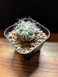 ギムノカリキウム 天紫玉（尾形丸）のサムネイル