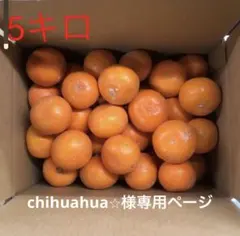 美味しいみかん ssサイズ 5キロ　(訳あり) chihuahua様専用ページ