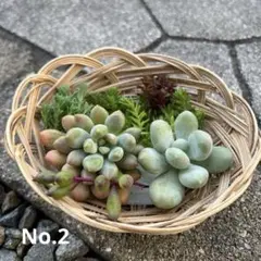 多肉植物　カット苗のサムネイル