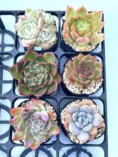 04 多肉植物☆安心根付き・6苗セット・エケベリア