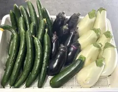 【採れたて夏野菜】ナス食べ比べ♪きゅうりとズッキーニの贅沢セットのサムネイル
