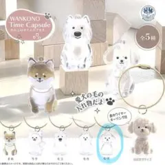 わんこのタイムカプセル プードル むぎ【2セット】