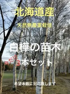 2025年最新】白樺 苗木の人気アイテム - メルカリ