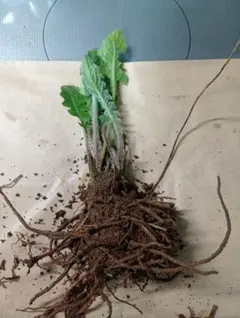 マイメル様専用