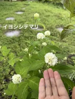 もり子【ポットごとヤマト便408】ヤマアジサイ　幼苗　仁尾ヶ内てまり ポットごとヤマト便408】ヤマアジサイ 幼苗 仁尾ヶ内てまり - メルカリ