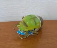 2026年最新】蝉の抜け殻の人気アイテム - メルカリ