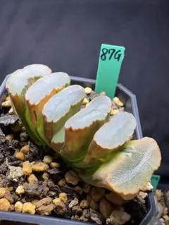 8g 多肉植物 ハオルチア ブルーレンズ田玉扇錦 自家繁殖 鉢植え発送