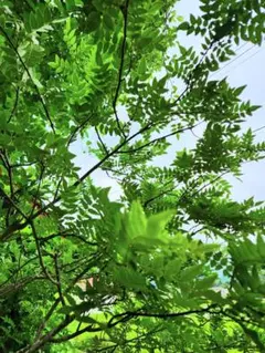 無農薬　山椒の葉　50枚のサムネイル