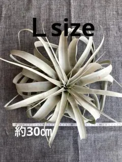 제로그라피카 Lsize*이유가 있습니다 A