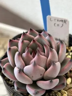 2026年最新】おらいさん葉挿しの人気アイテム - メルカリ