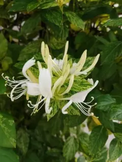 斑入り　ハニーサックル　ミントクリスプ　幼苗　挿し木苗　抜き苗 斑入り ハニーサックル ミントクリスプ 幼苗 挿し木苗 抜き苗 - メルカリ