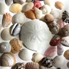 色々貝殻　約60コ　（約1.5㎝前後）