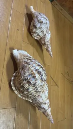 値下げしました！大型 ホラガイ 30cm・35cm貝殻 2個セット 置物のサムネイル