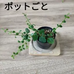 カランコエフィフィ　ポットごとのサムネイル