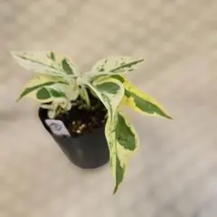 kooj様 リクエスト 4点 まとめ商品