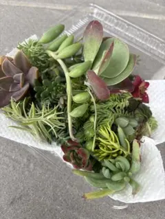 多肉植物 寄せ植え 詰め合わせ カット苗 セダム エケベリア ミックス多肉植物