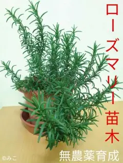 根付き苗［E103］素敵な香りのローズマリー いつでもお料理に♫のサムネイル