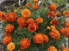 ミィ様 リクエスト 3点 まとめ商品