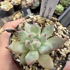 多肉植物 エケベリア コロラータxリンゼアナ