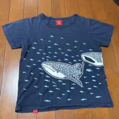 【OJICOオジコ】10A ジンベエザメ