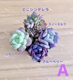 【レア品種】NEW☆4種類☆多肉植物4苗セット 土・根付き