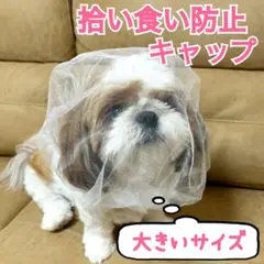 Item thumbnail for item ae995656-3021-4803-a5d1-b7e55a5de94b