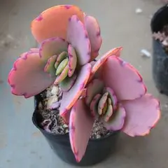 2026年最新】コチョ苗の人気アイテム - メルカリ