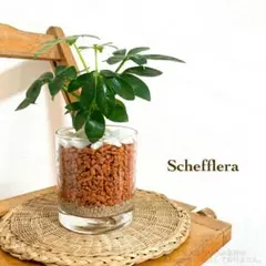 하이드로 컬쳐 제올라이트로 과립화된 셰플러 세라믹