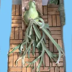 ビカクシダ P. willinckii 伊右衛門 前葉体 胞子体 - メルカリ