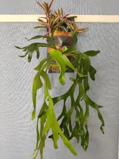 ビカクシダ コロナリウム Koala spore 板付 ビカクシダ コロナリウム Koala spore 板付 - メルカリ