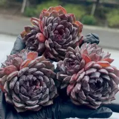 新入荷　藍色妖姫　2-3頭　多肉植物　エケベリア