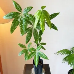 現品］64番 パキラ 編み込み 8号 観葉植物 おしゃれ 室内 大型 ねじり