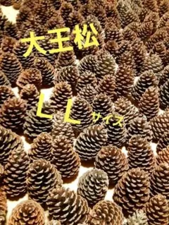 2026年最新】松ぼっくり 100個の人気アイテム - メルカリ