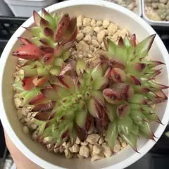 メルカリ
