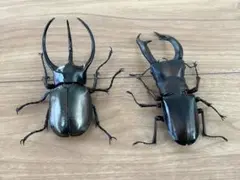 いきもの大図鑑アドバンス　コーカサスオオカブト(ジャワ島)とマンディブラリス